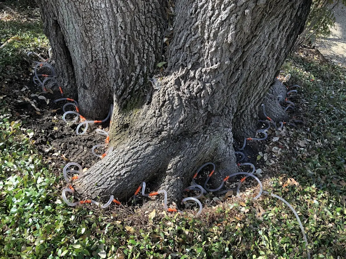Detailed Tree Cabling and Bracing job site in Pierson