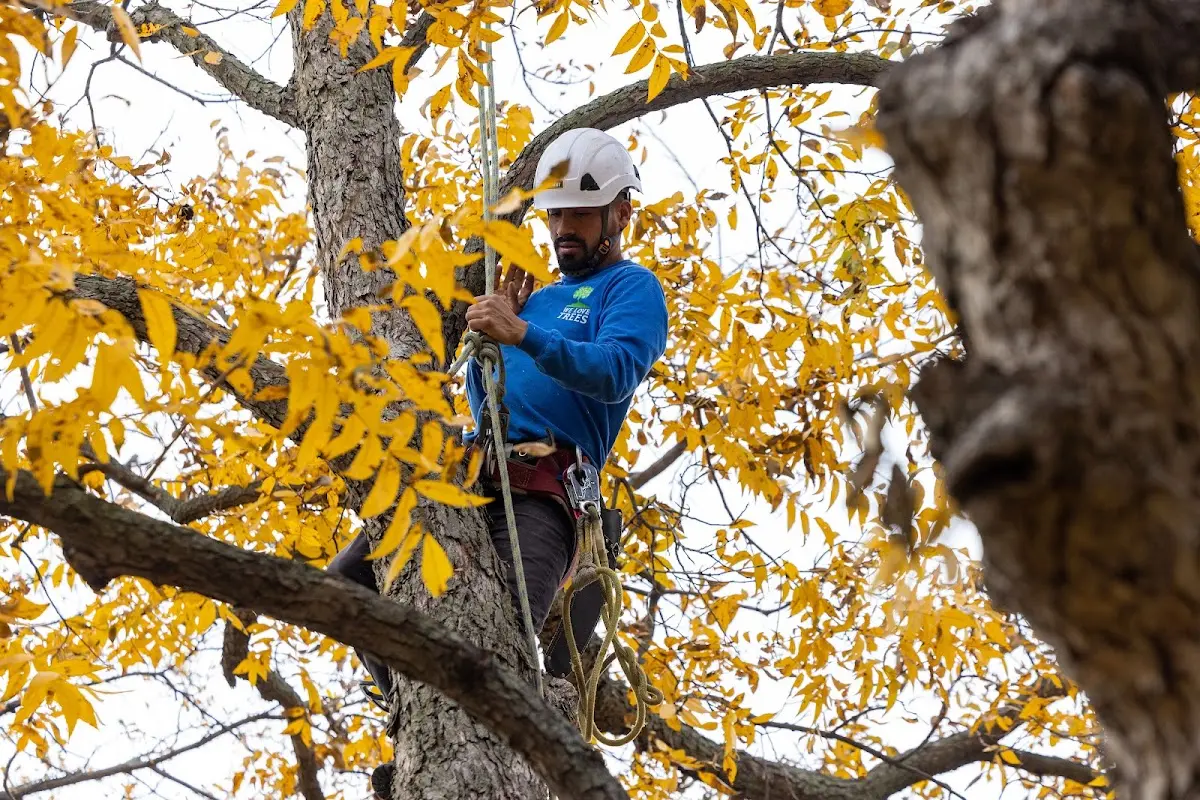 Skilled Tree Pruning crew working in Pierson