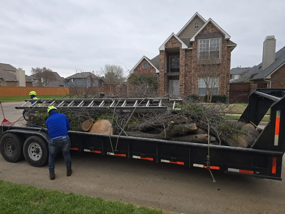 Expert Tree Pest Control with proper safety equipment in Pierson